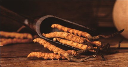 什么是斷草？斷草和冬蟲(chóng)夏草的區(qū)別和購(gòu)買常識(shí)