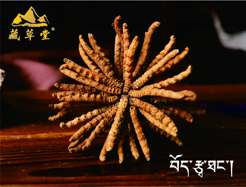 冬蟲(chóng)夏草