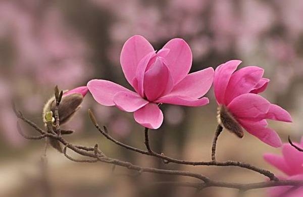 清明，獻給您一束辛夷花